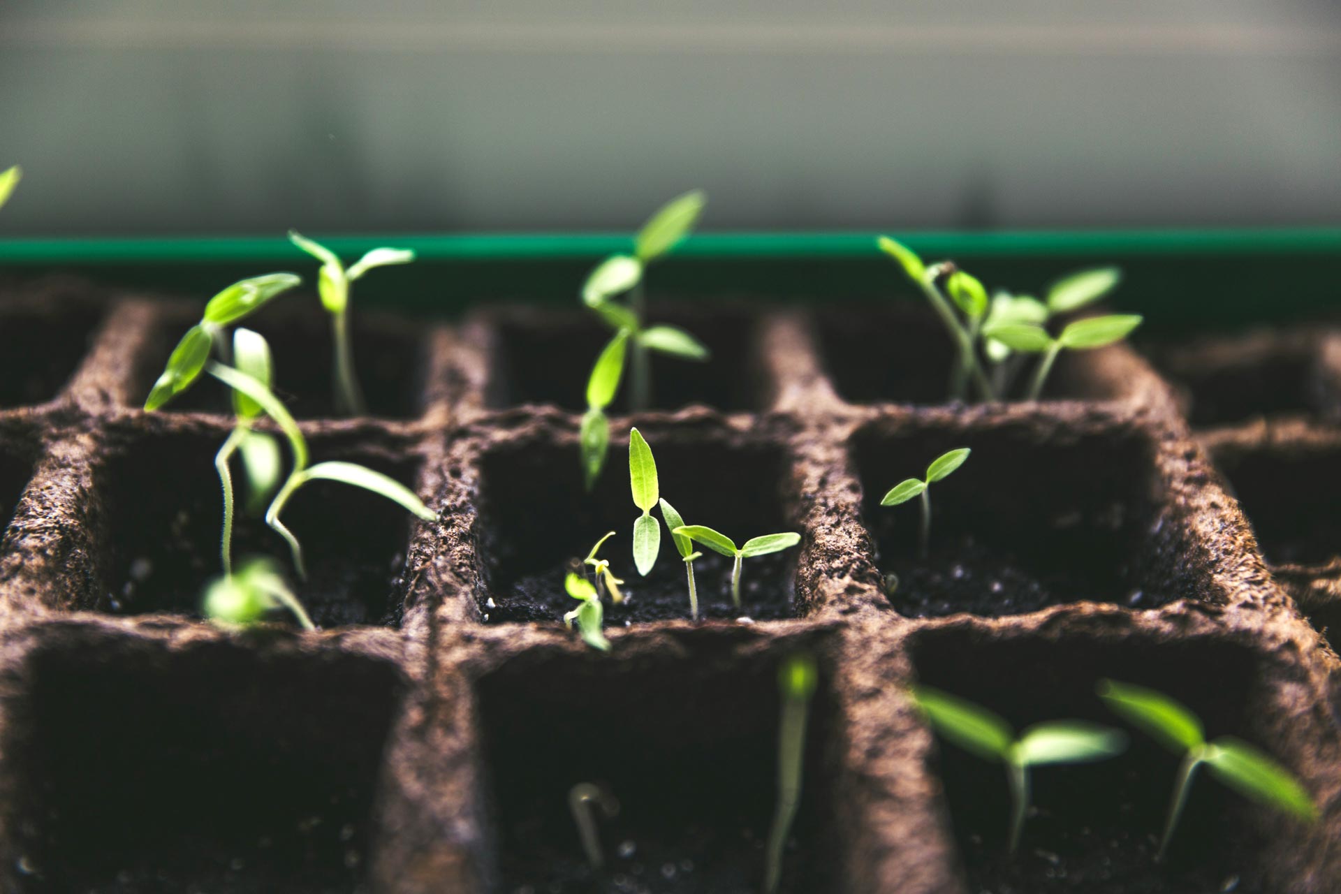 Klein Project Marketing Investment